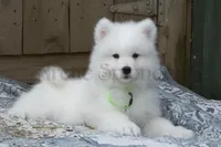 Male#1/Ben, a male Samoyed for sale in Lyons, MI – Photo 4 of 6