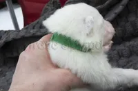 Ready in March!, a male Samoyed for sale in Lyons, MI – Photo 2 of 4