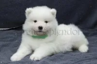 Male#1/Ben, a male Samoyed for sale in Lyons, MI – Photo 2 of 6