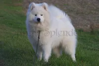 Ready in March!, a male Samoyed for sale in Lyons, MI – Photo 4 of 4