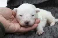 Ready in March!, a male Samoyed for sale in Lyons, MI – Photo 1 of 4
