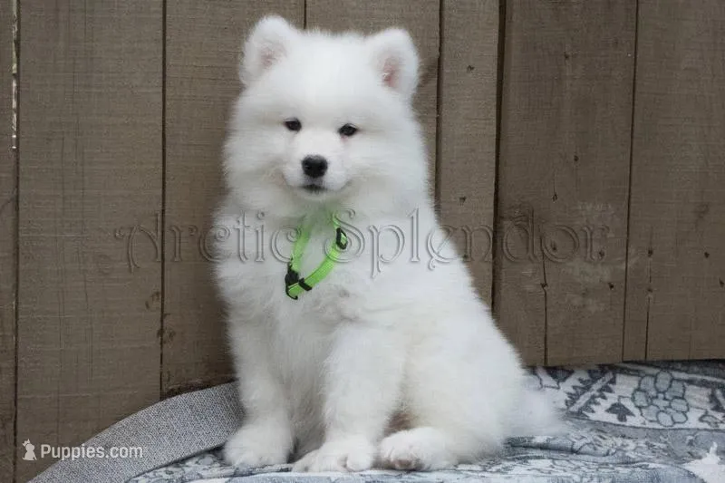 Male#1/Ben – Samoyed puppy for sale in Lyons, MI