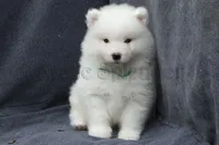 Male#1/Ben, a male Samoyed for sale in Lyons, MI – Photo 3 of 6