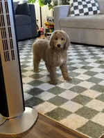 Maple, a female Poodle - Standard  for sale in Oroville, CA – Photo 3 of 3