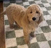 Maple, a female Poodle - Standard  for sale in Oroville, CA – Photo 1 of 3