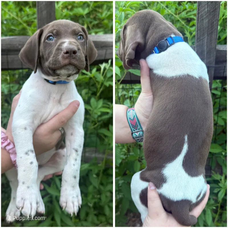 Blue , a male German Shorthaired Pointer for sale in Clover, SC – 1 of 1