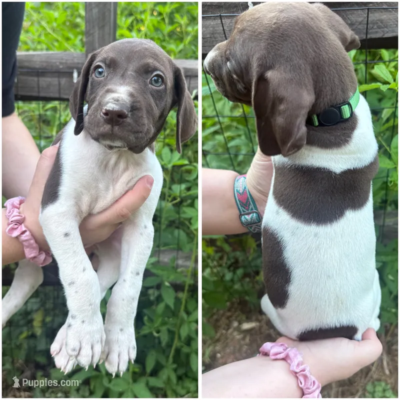 Green , a male German Shorthaired Pointer for sale in Clover, SC – 1 of 1