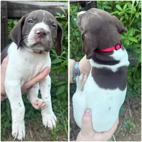 Red, a male German Shorthaired Pointer for sale in Clover, SC – 1 of 1