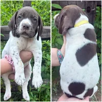 Yellow , a male German Shorthaired Pointer for sale in Clover, SC – 1 of 1