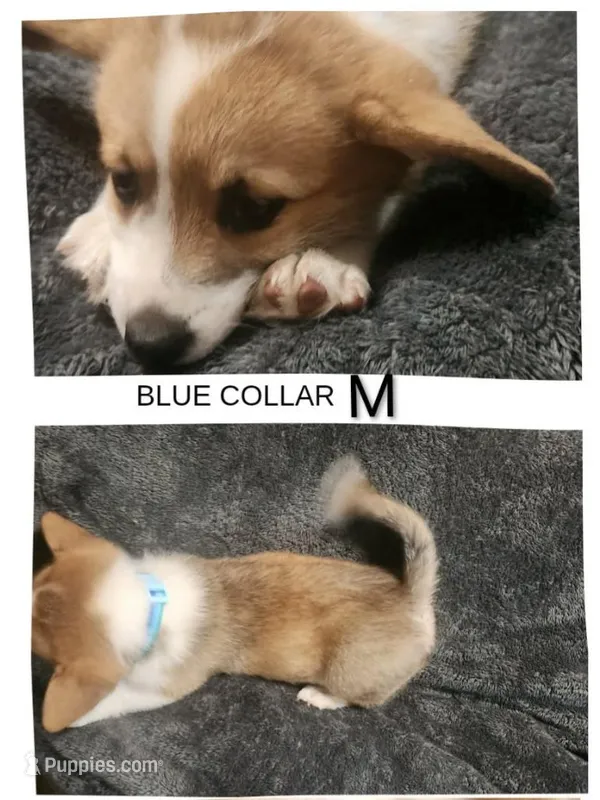 Chunky  – Cardigan Welsh Corgi, Pembroke Welsh Corgi puppy for sale in Loves Park, IL