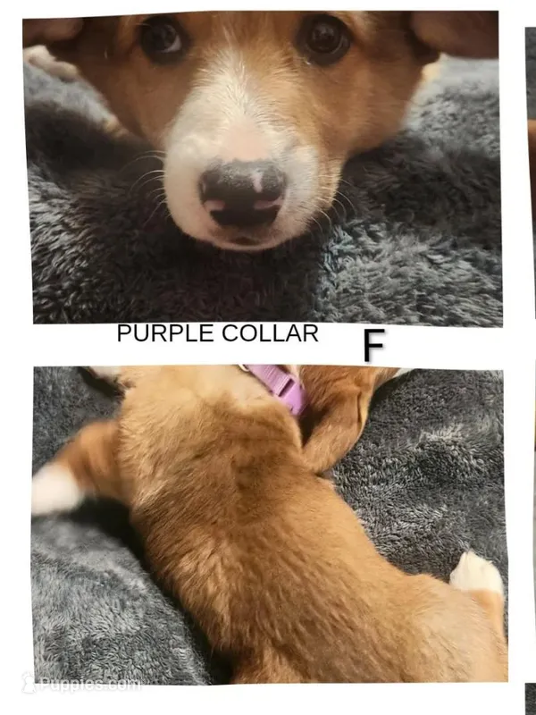 Amber  – Cardigan Welsh Corgi, Pembroke Welsh Corgi puppy for sale in Loves Park, IL