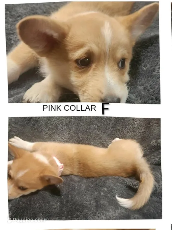 Lady  – Cardigan Welsh Corgi, Pembroke Welsh Corgi puppy for sale in Loves Park, IL
