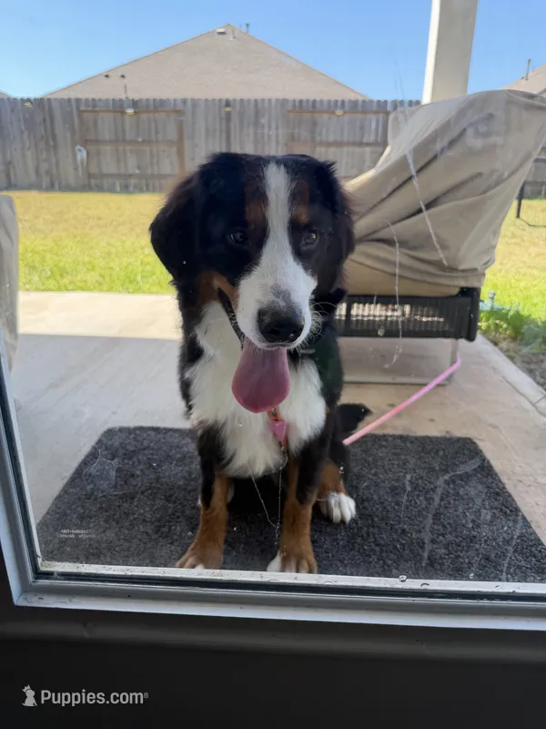 Bella – Bernese Mountain Dog puppy for sale in Rosenberg, TX