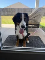 Bella, a female Bernese Mountain Dog for sale in Rosenberg, TX – 1 of 6