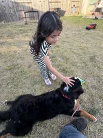 Bella, a female Bernese Mountain Dog for sale in Rosenberg, TX – 4 of 6