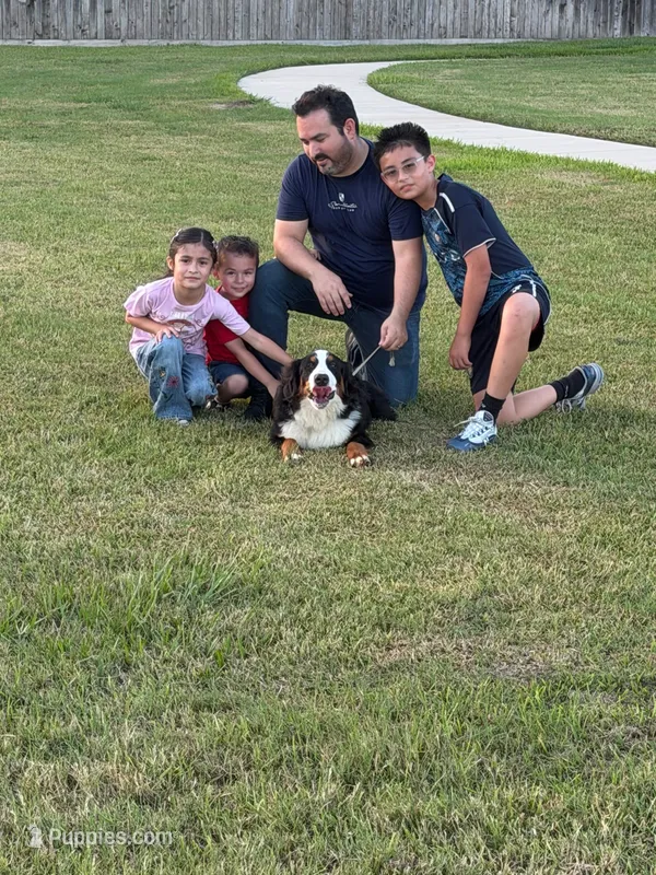 Bella AKC – Bernese Mountain Dog puppy for sale in Rosenberg, TX