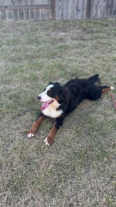 Bella, a female Bernese Mountain Dog for sale in Rosenberg, TX – 6 of 6