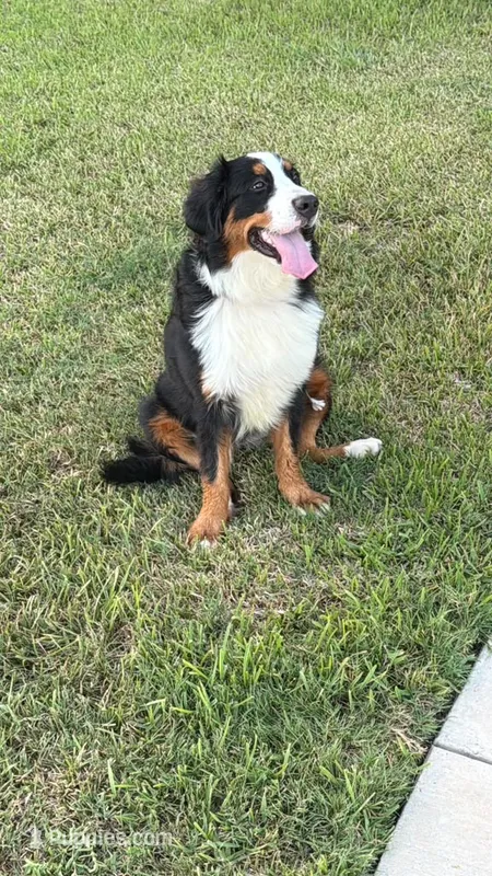 Bella AKC – Bernese Mountain Dog puppy for sale in Rosenberg, TX