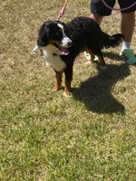 Bella, a female Bernese Mountain Dog for sale in Rosenberg, TX – 3 of 6