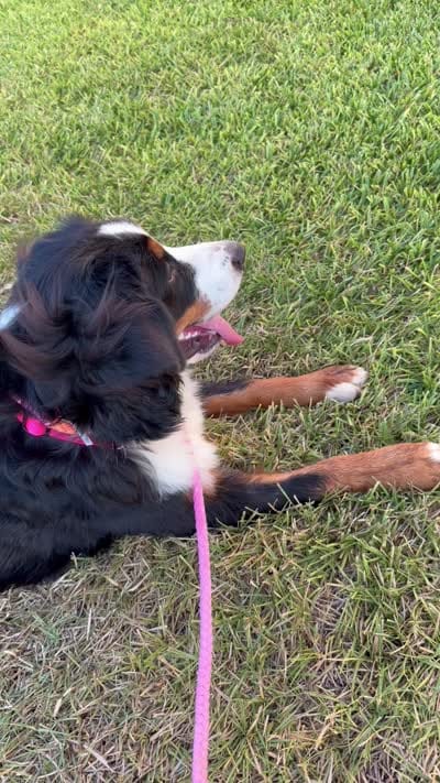 Bella, a female Bernese Mountain Dog for sale in Rosenberg, TX – 5 of 6