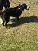 Bella, a female Bernese Mountain Dog for sale in Rosenberg, TX – 2 of 6