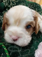 Toby AKC, a male Cavalier King Charles Spaniel for sale in Killen, AL – Photo 2 of 10