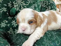Toby AKC, a male Cavalier King Charles Spaniel for sale in Killen, AL – Photo 7 of 10