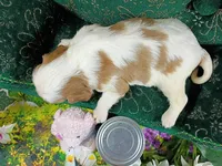 Toby AKC, a male Cavalier King Charles Spaniel for sale in Killen, AL – Photo 5 of 10