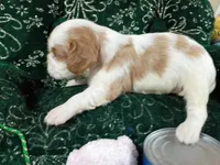 Toby AKC, a male Cavalier King Charles Spaniel for sale in Killen, AL – Photo 3 of 10