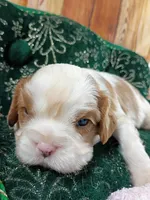 Toby AKC, a male Cavalier King Charles Spaniel for sale in Killen, AL – Photo 6 of 10