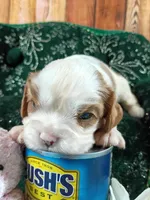 Toby AKC, a male Cavalier King Charles Spaniel for sale in Killen, AL – Photo 4 of 10