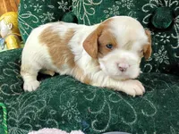 Toby AKC, a male Cavalier King Charles Spaniel for sale in Killen, AL – Photo 1 of 10