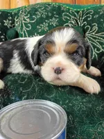 Tina AKC, a female Cavalier King Charles Spaniel for sale in Killen, AL – Photo 6 of 10
