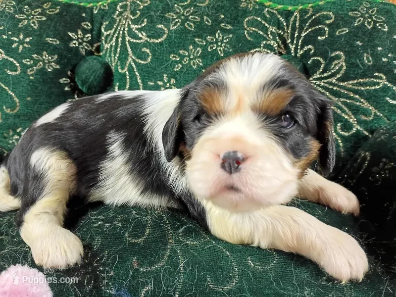 Tina AKC – Cavalier King Charles Spaniel puppy for sale in Killen, AL