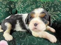 Tina AKC, a female Cavalier King Charles Spaniel for sale in Killen, AL – Photo 1 of 10