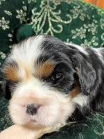 Tina AKC, a female Cavalier King Charles Spaniel for sale in Killen, AL – Photo 3 of 10