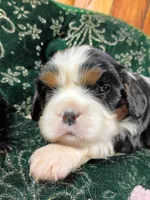 Tina AKC, a female Cavalier King Charles Spaniel for sale in Killen, AL – Photo 2 of 10