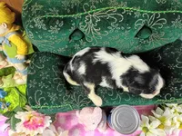 Tina AKC, a female Cavalier King Charles Spaniel for sale in Killen, AL – Photo 7 of 10