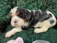 Tina AKC, a female Cavalier King Charles Spaniel for sale in Killen, AL – Photo 5 of 10