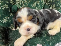 Tina AKC, a female Cavalier King Charles Spaniel for sale in Killen, AL – Photo 4 of 10