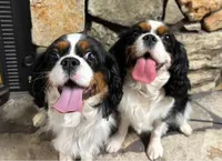 processed/93896864-6898-4109-a438-7ae1ef6920a2/listing/2bc9072f-df97-4918-b5f4-b825f485ad92/294d78c7-109d-4ed5-9268-ea8e952c074d