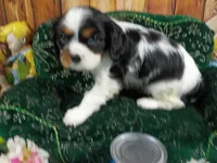 Tilly AKC, a female Cavalier King Charles Spaniel for sale in Killen, AL – 5 of 10