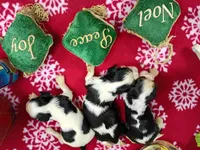 AKC Tri Females, a female Cavalier King Charles Spaniel for sale in Killen, AL – Photo 2 of 10