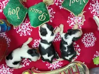 AKC Tri Females, a female Cavalier King Charles Spaniel for sale in Killen, AL – Photo 3 of 10