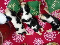 AKC Tri Females, a female Cavalier King Charles Spaniel for sale in Killen, AL – Photo 4 of 10