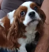 AKC Tri Females, a female Cavalier King Charles Spaniel for sale in Killen, AL – Photo 7 of 10