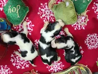 AKC Tri Females, a female Cavalier King Charles Spaniel for sale in Killen, AL – Photo 1 of 10