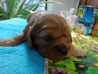 Ruby ALKC, a female Cavalier King Charles Spaniel for sale in Killen, AL – Photo 4 of 10