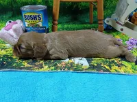 Ruby ALKC, a female Cavalier King Charles Spaniel for sale in Killen, AL – Photo 6 of 10