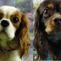 Ruby AKC, a female Cavalier King Charles Spaniel for sale in Killen, AL – Photo 9 of 10